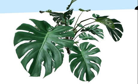 Second Life Marketplace - monstera deliciosa